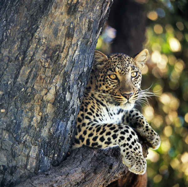 Leopard — Stockfoto