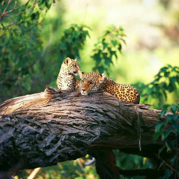 leopar