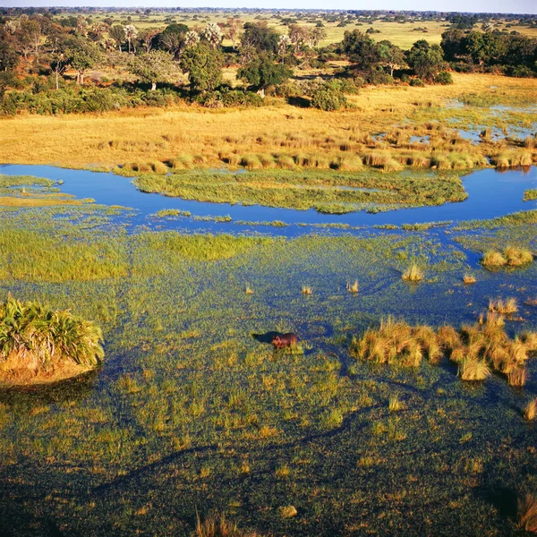 okavango Delta