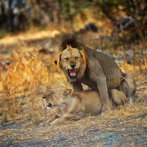 Leões — Fotografia de Stock