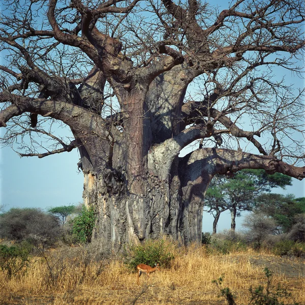 Baobab — Stock fotografie