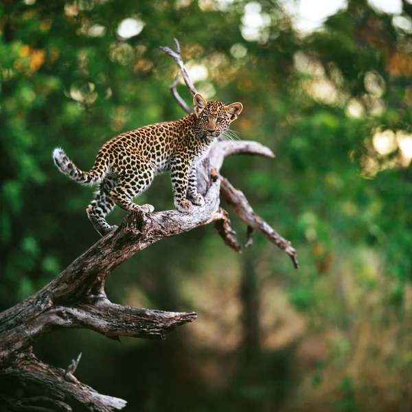 Um leopardo bebé no ramo — Fotografia de Stock