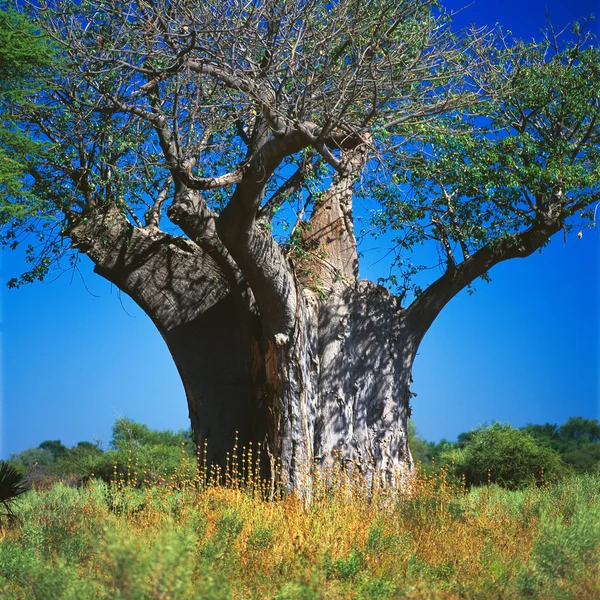 Baobab — Fotografie, imagine de stoc