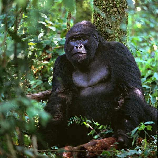 Gorilla sitzt unter Baum — Stockfoto