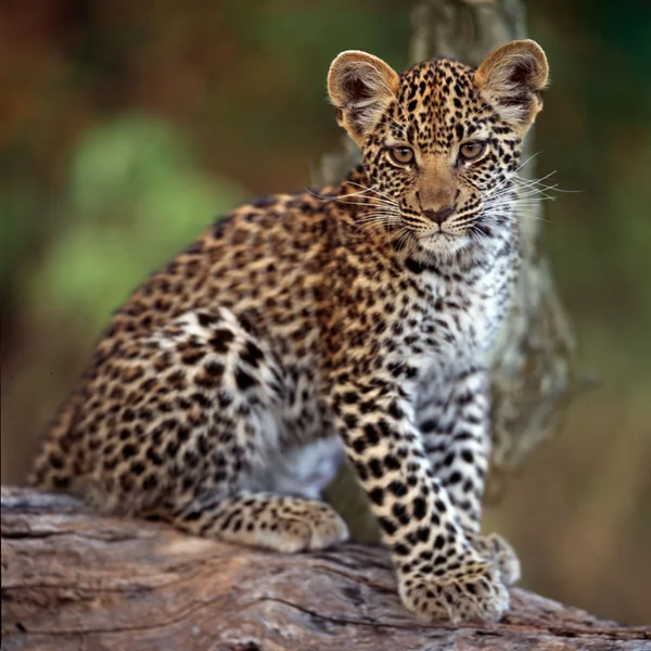 Молодий леопард — стокове фото