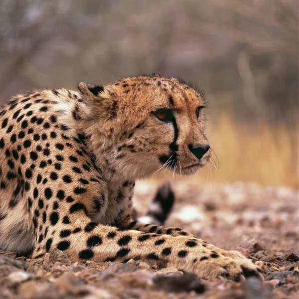 Gepard — Stockfoto