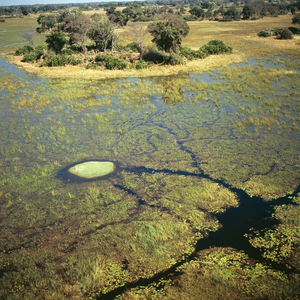 Okavango Delta — Fotografia de Stock