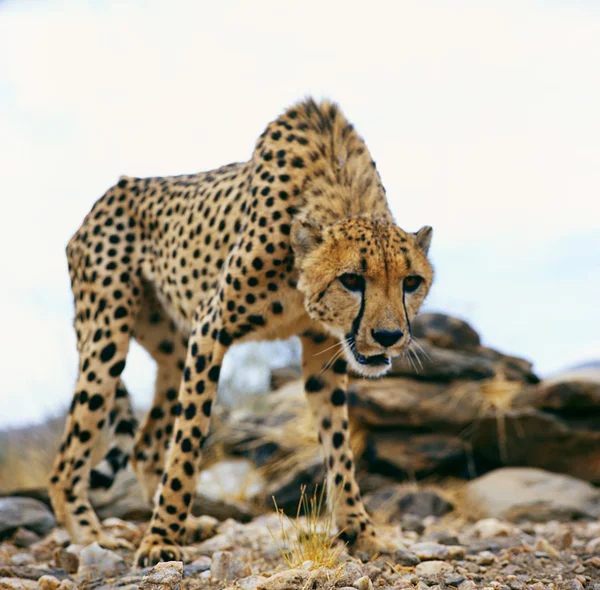 Cheetah — Stock Photo, Image