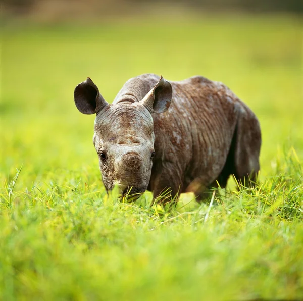 Rinoceronte — Fotografia de Stock