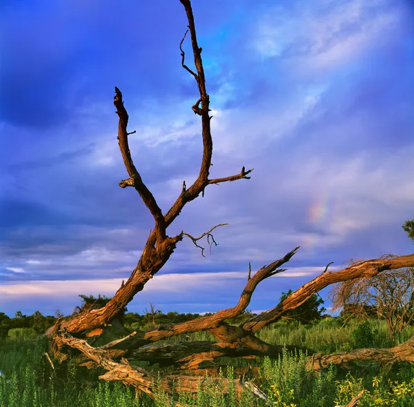 Storm — Stockfoto