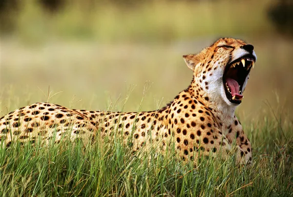 33 0 Guepard Stock Photos Images Download Guepard Pictures On Depositphotos 33 0 Guepard Stock Photos Images Download Guepard Pictures On Depositphotos