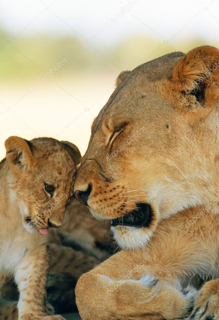 Lioness and baby