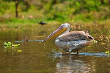 pelican clipart