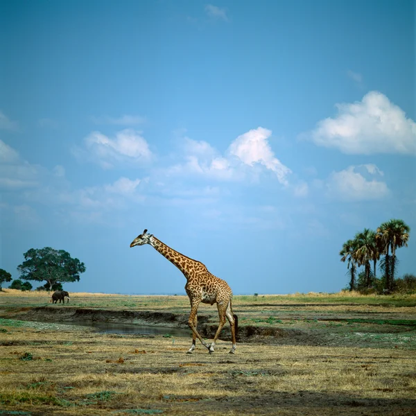 Giraffe — Stockfoto