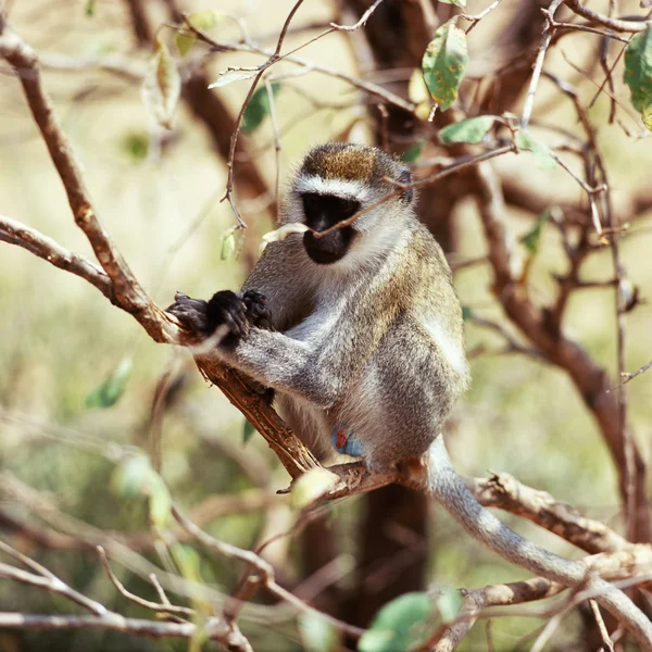 Macaco — Foto de Stock