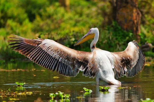 Pelican standing in river