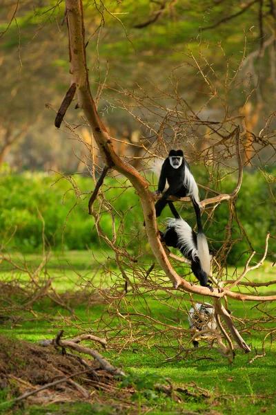 A herd of colobus on tree — 图库照片