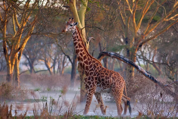 Girafa — Fotografia de Stock