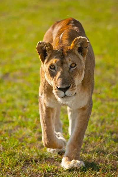 Leona sobre hierba en Serengety — Foto de Stock