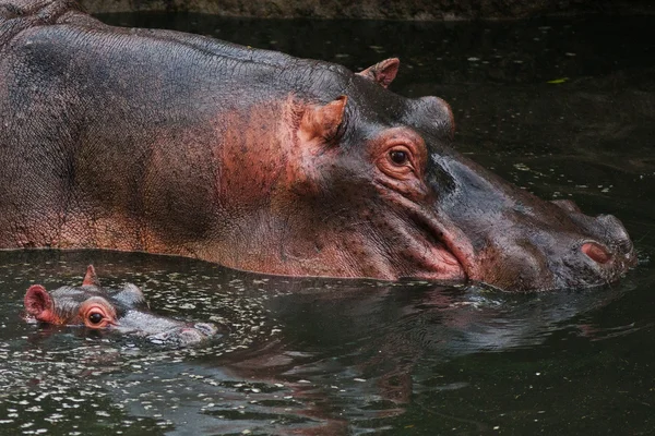 Flodhäst — Stockfoto