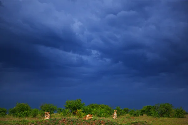 Leones — Foto de Stock