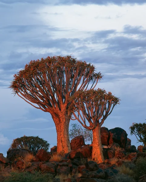 Savannah — Stok fotoğraf