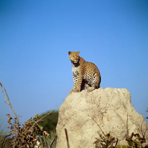 Leopard sitting on rock — Stock Photo, Image