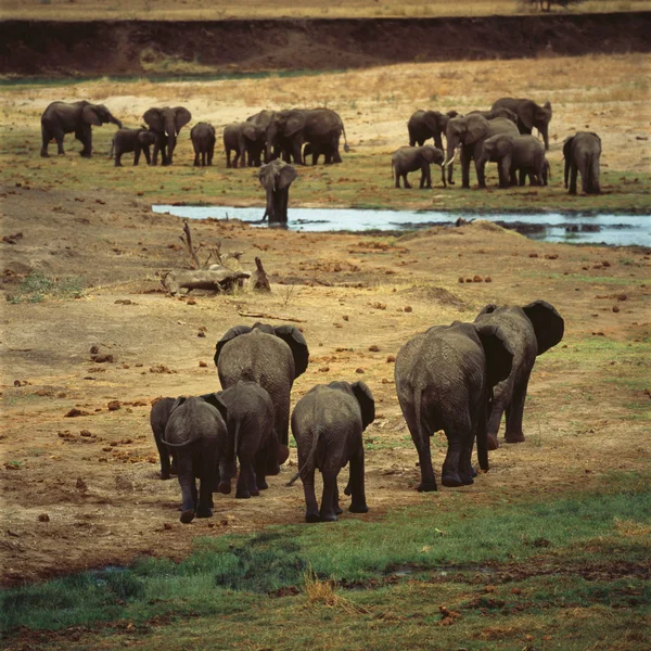 Elephants — Stock Photo, Image