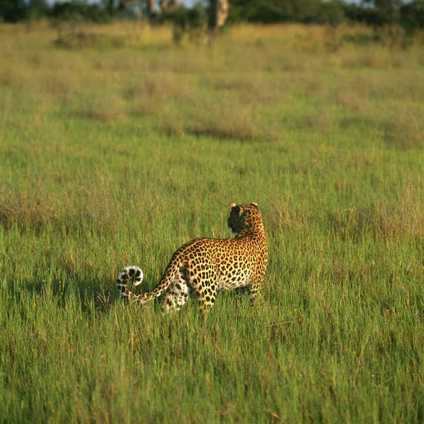 Leopardo — Foto Stock