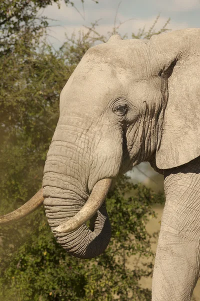 Elefante — Fotografia de Stock