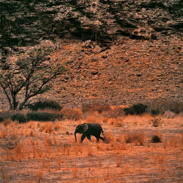 Elefante neonato nella savana keniana — Foto Stock