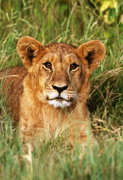 Young lion in the gras — Stock fotografie