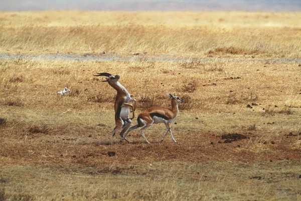 Impala — Stock Photo, Image