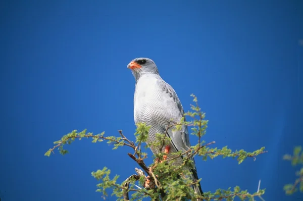 Adler — Stockfoto