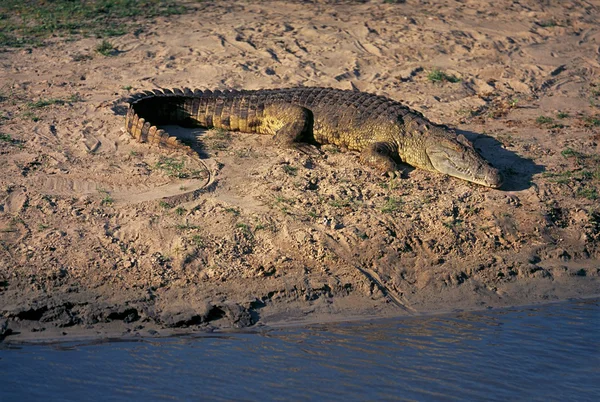 Krokodil — Stockfoto