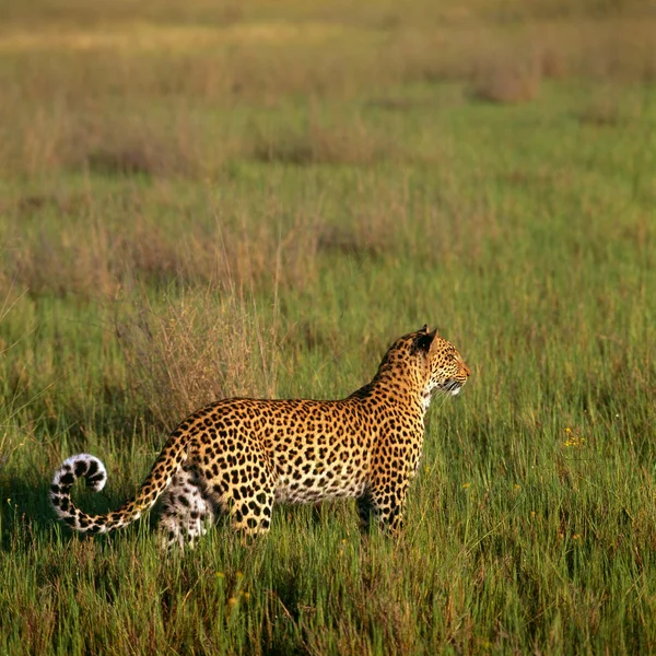 Leopard — Stockfoto