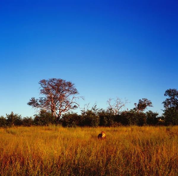 Leone. — Foto Stock