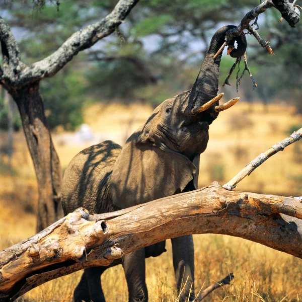 Éléphant mangeant des branches d'arbres — Photo