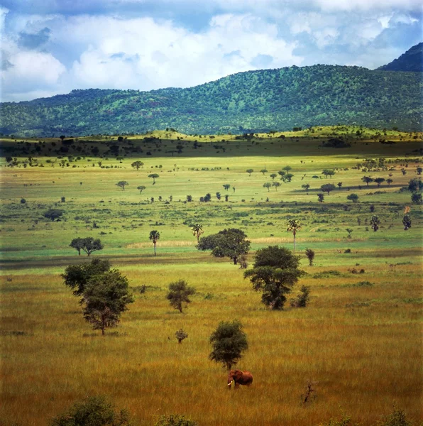 Savannah — Stok fotoğraf