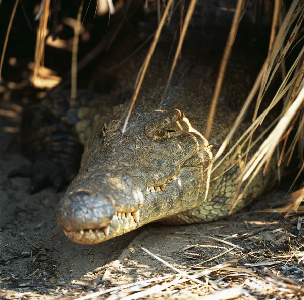 Crocodile lying in shadow — Stockfoto