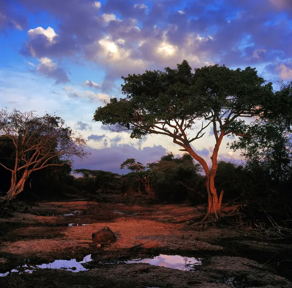 Savannah — Stok fotoğraf