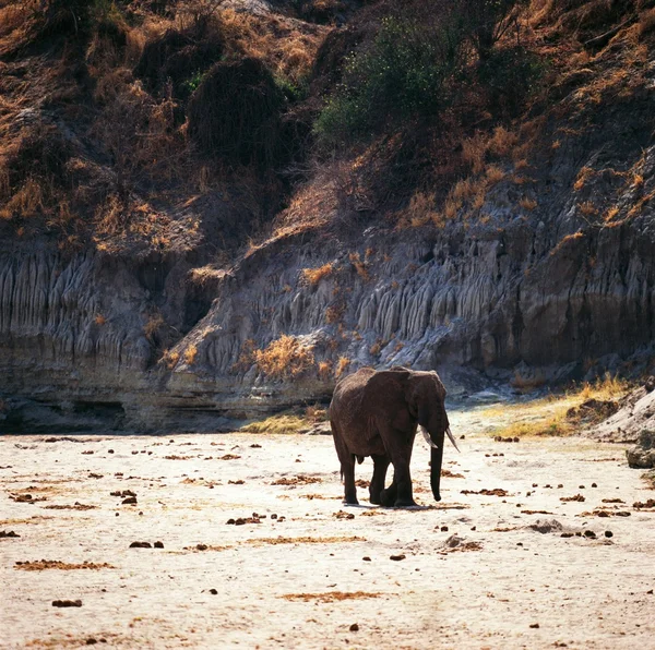 Elephant in Gabon desert
