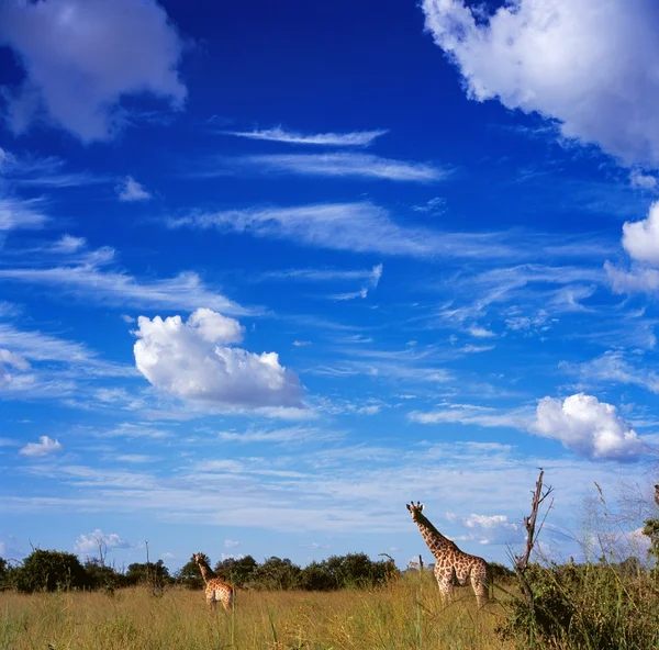 Giraffa — Foto Stock