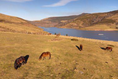 Cantabria 'daki Alsa rezervuarının havadan görüntüsü. Yakındaki çayırlarda otlayan atlarla birlikte bir drondan görülen rezervuar.