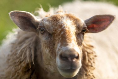 Kameraya bakan bir koyun. Portre.