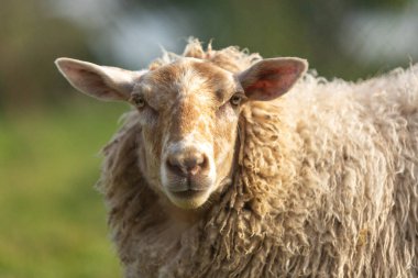 Kameraya bakan bir koyun. Portre.