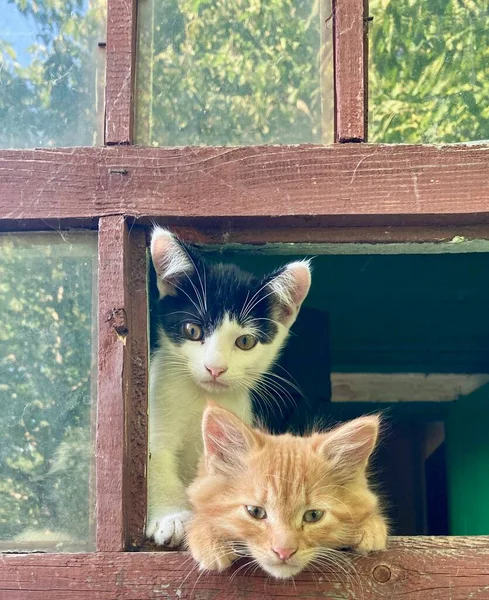 Yaz köyünün penceresinde iki kedi yavrusu. 
