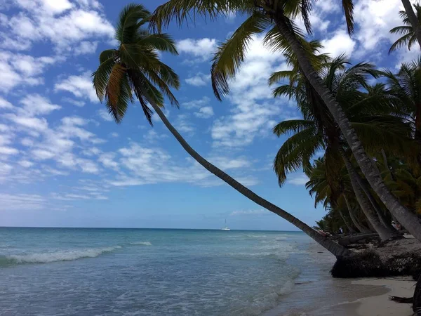Тропічний Пейзаж Океаном Пальмами Острові Влітку — стокове фото