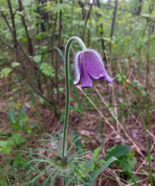 Фиолетовый Красивый Цветок Лесу Весной Крупным Планом — стоковое фото