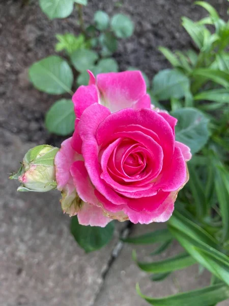 Rosa Fresca Bonita Rosa Jardim Verão Close — Fotografia de Stock
